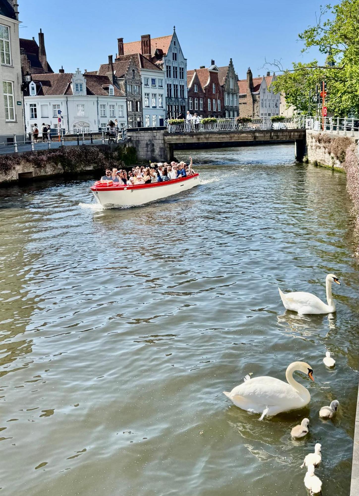 Bed & Breakfast Sleeping Swan Brugge